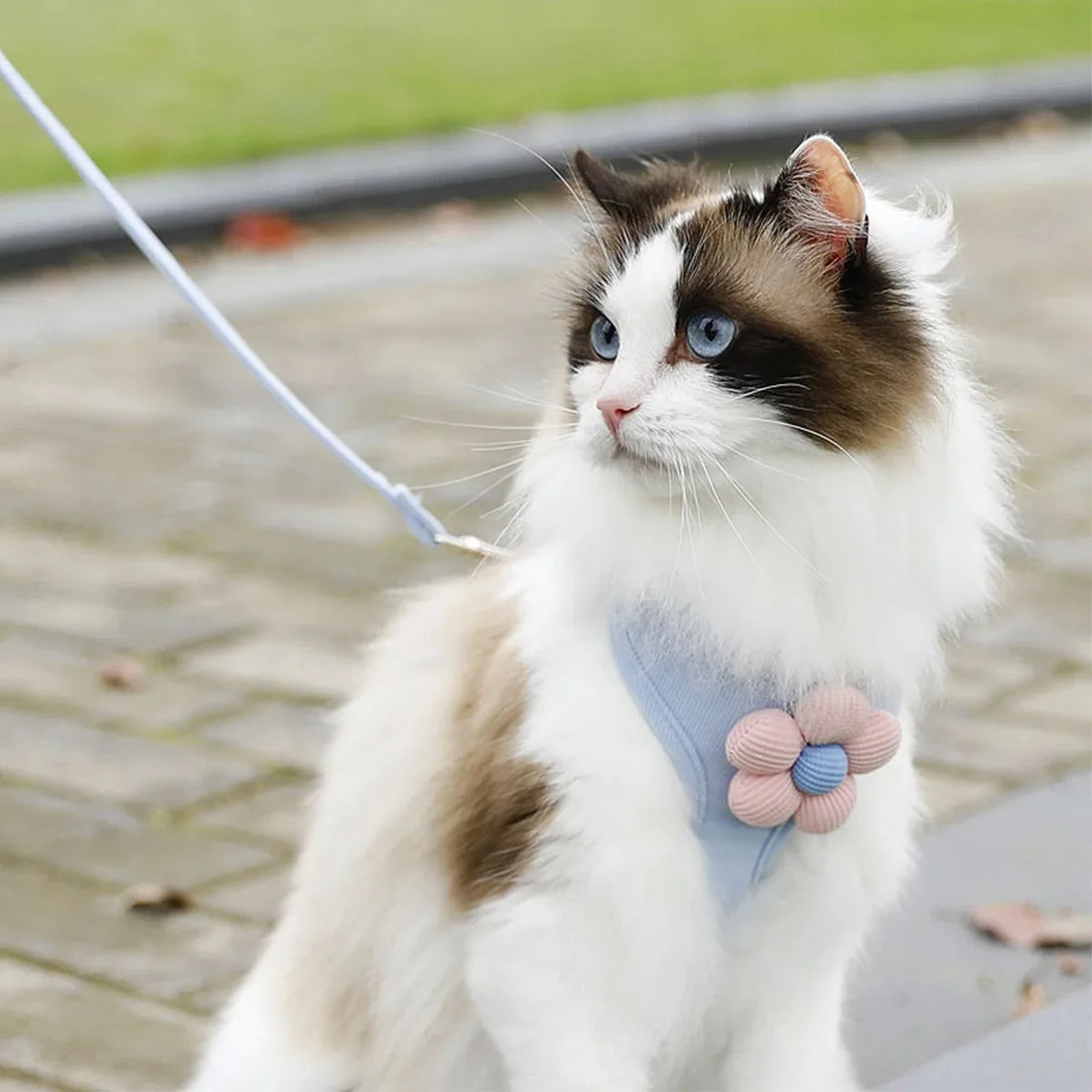 Adjustable Cat & Small Dog Harness and Leash Set