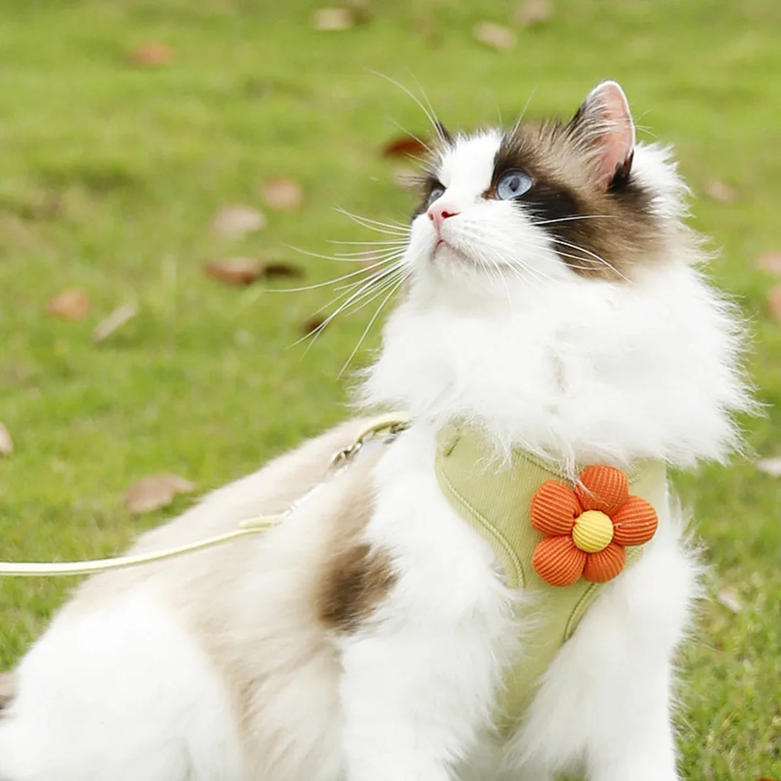Adjustable Cat & Small Dog Harness and Leash Set