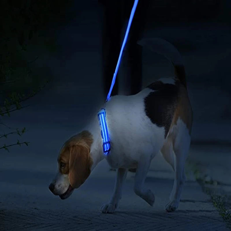 Rechargeable LED Dog Collar – 3-Mode Night Safety Light