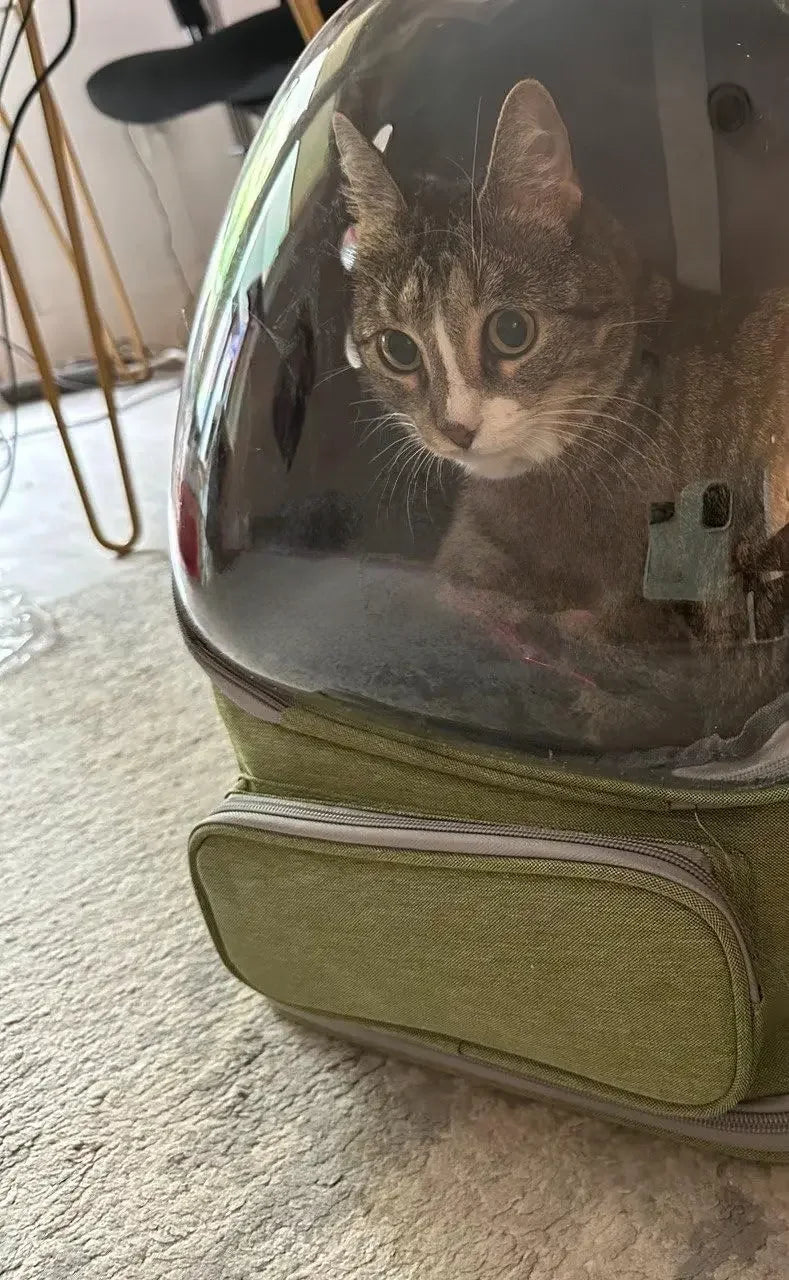 Transparent Pet Carrier Backpack