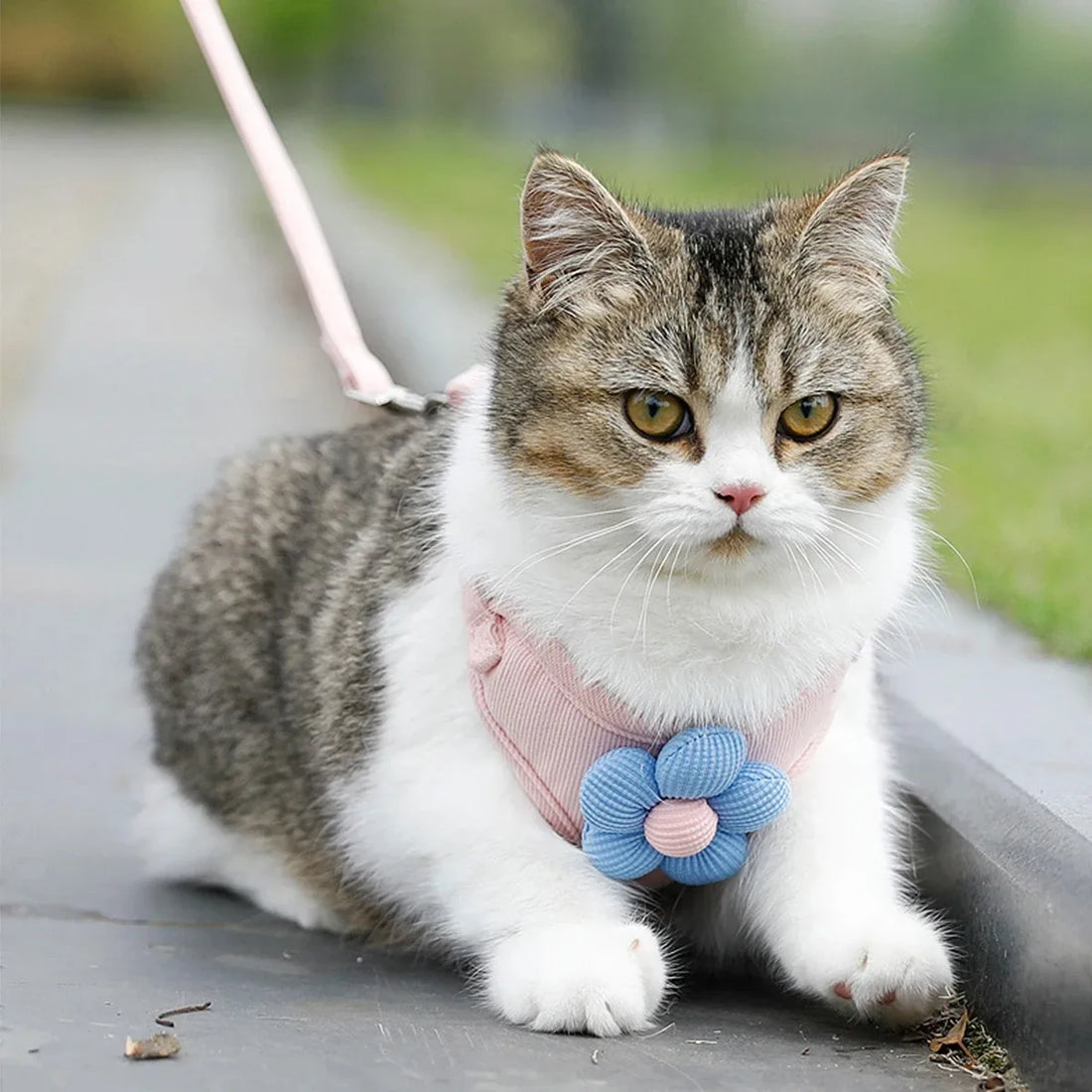 Adjustable Cat & Small Dog Harness and Leash Set