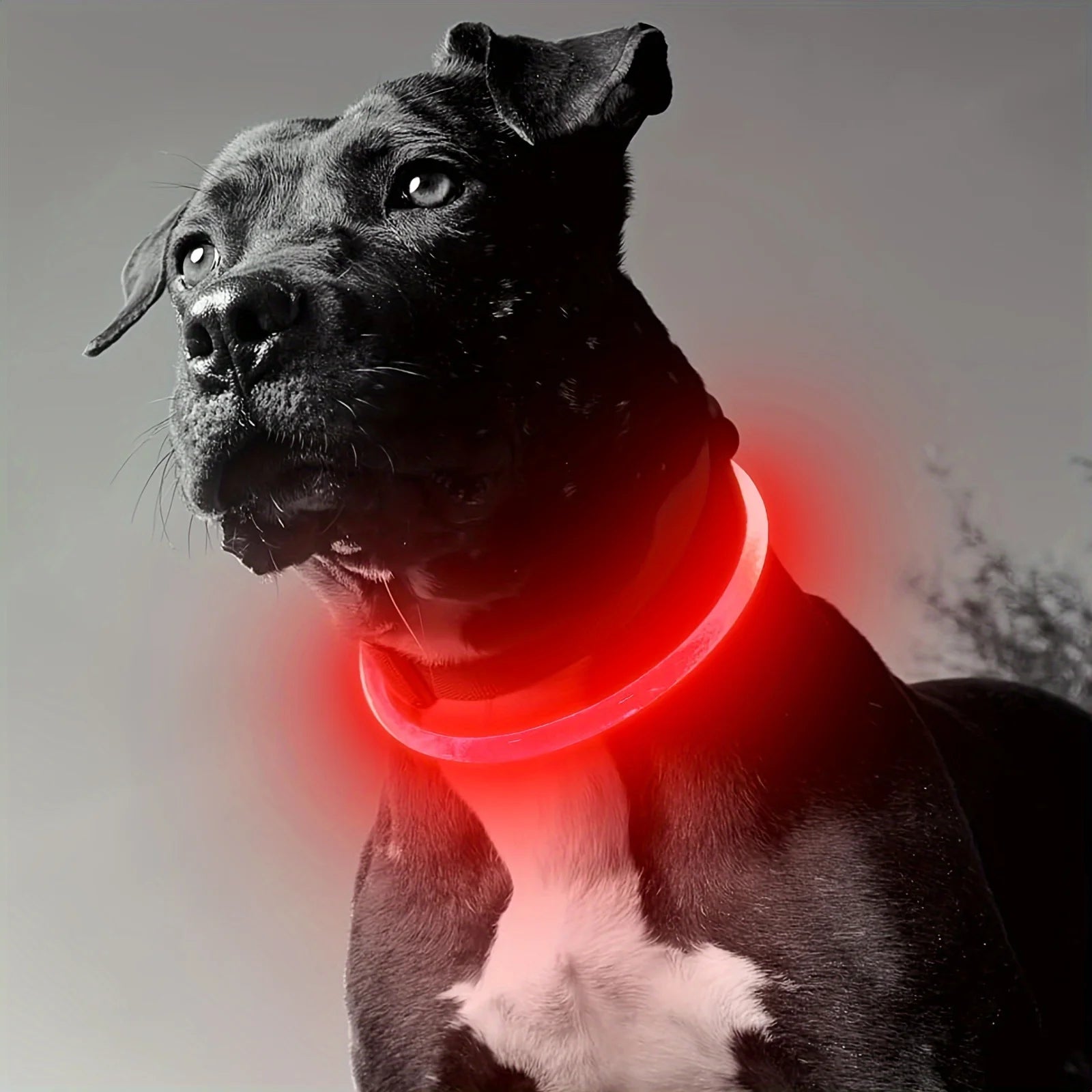 LED Anti-Lost Dog Collar – USB Rechargeable Light