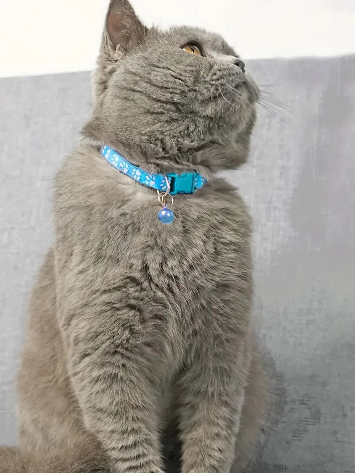Colorful Cat Collar with Bell – Adjustable & Cute